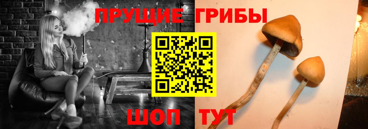 Галлюциногенные грибы GOLDEN TEACHER  Вход с VPN  Челябинск  цена   Галлюциногенные грибы Cubensis 